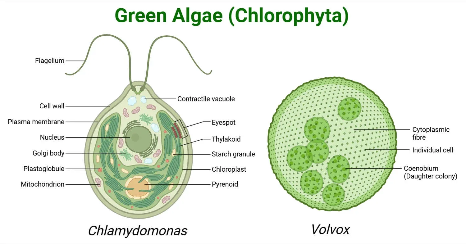 Green Algae